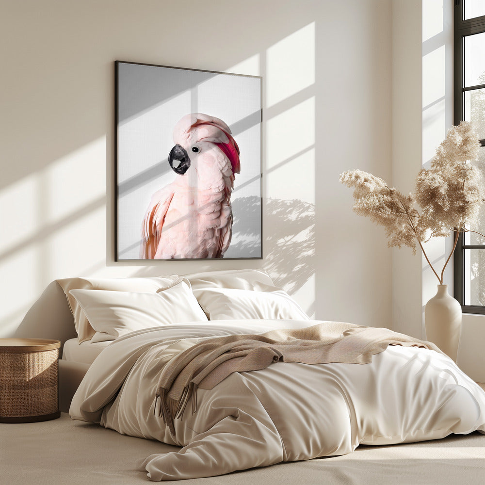 Pink Cockatoo | Poster