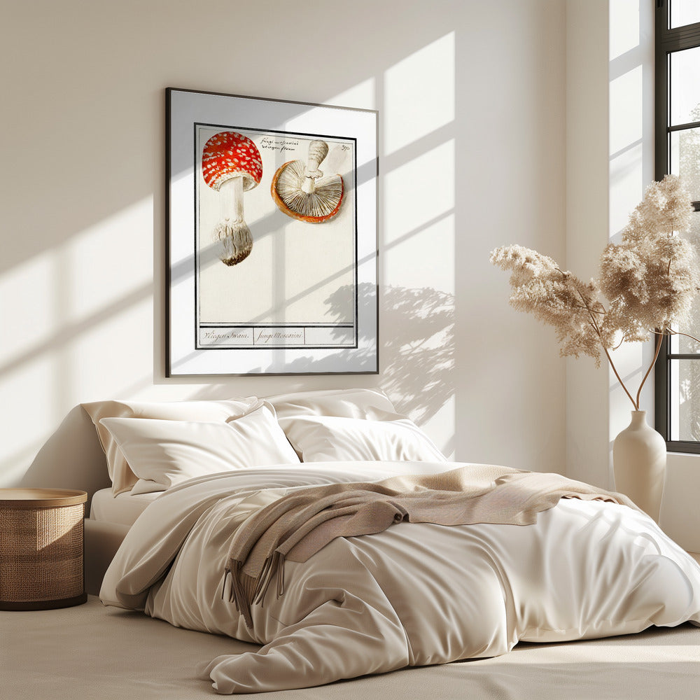 Fly Agaric, Amanita Muscaria | Poster