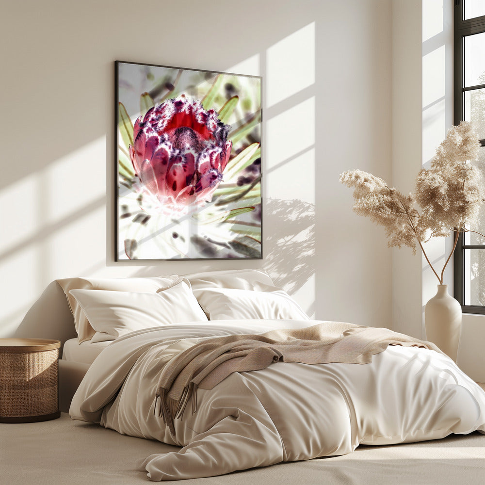 Blooming Protea Flower | Poster