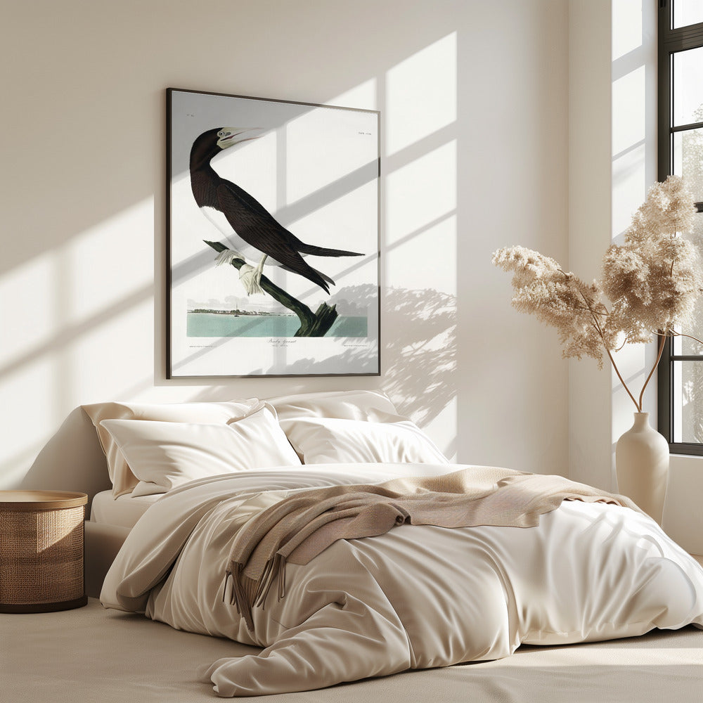 Booby Gannet From Birds of America (1827) | Poster