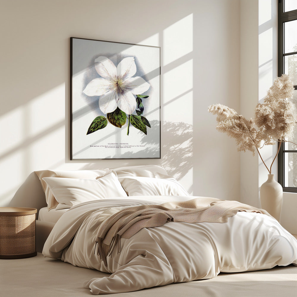 Clematis Flower Lithograph | Poster