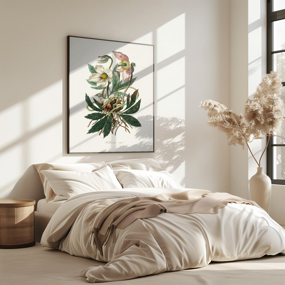 Christmas Rose (helleborus Niger) Medical Botany | Poster