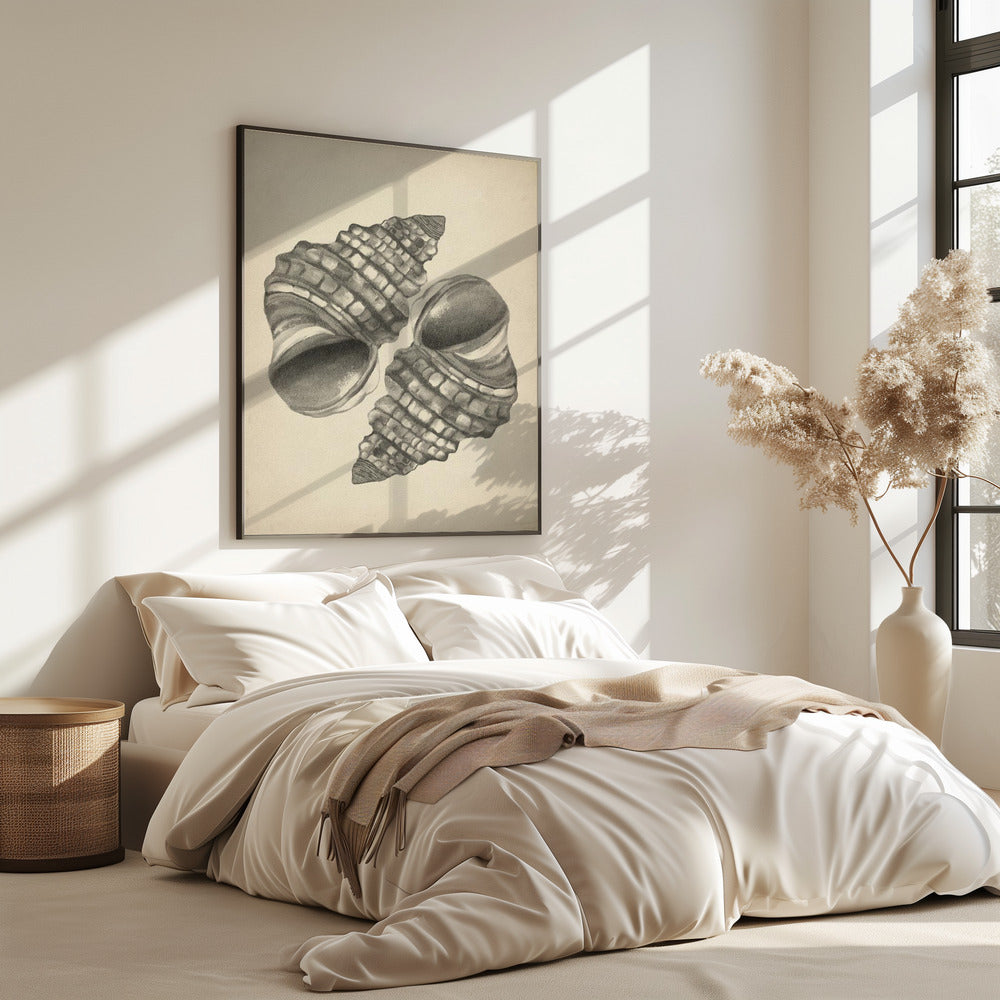 Seashells | Poster