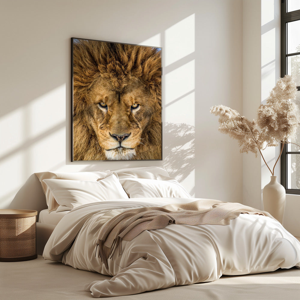 Serious Lion | Poster