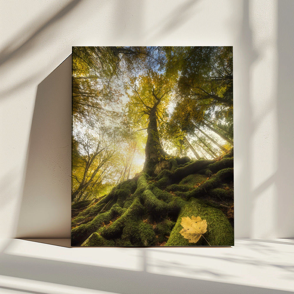 The goodbye of a leaf | Canvas