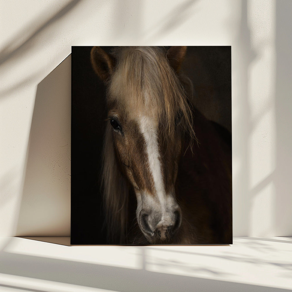 Sapience | Canvas