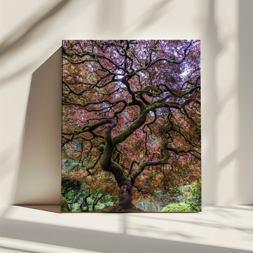 Japanese Maple Tree | Canvas
