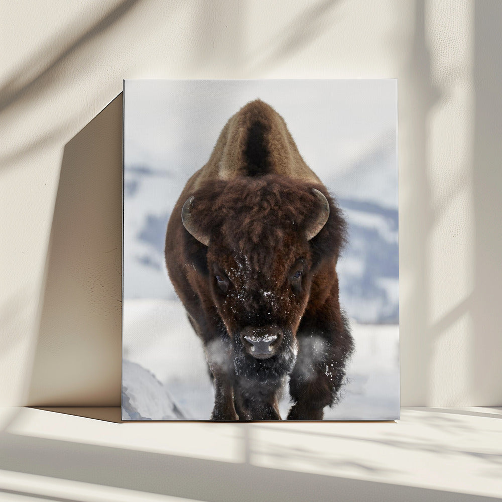 Bison Incoming | Canvas