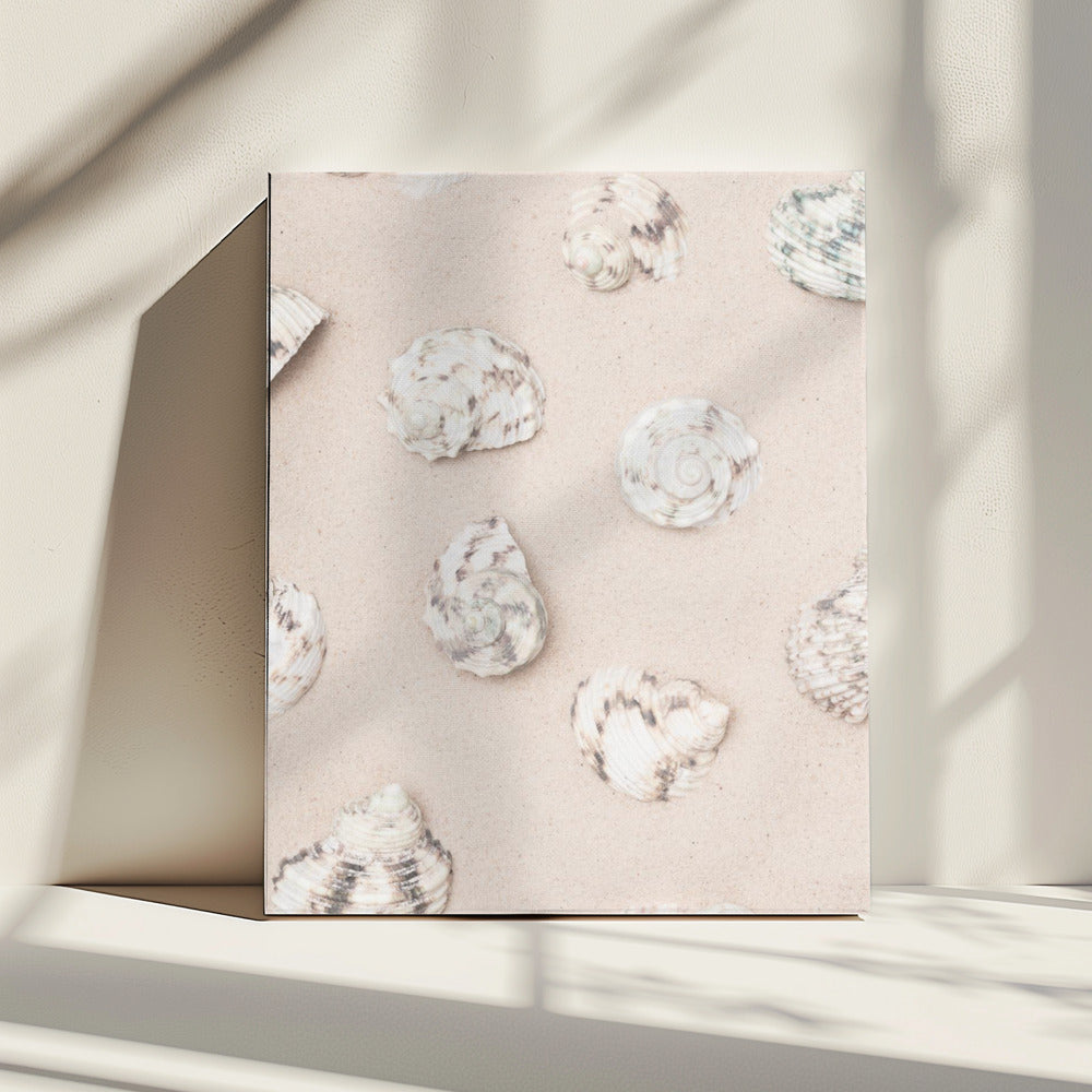 Shells_2 | Canvas