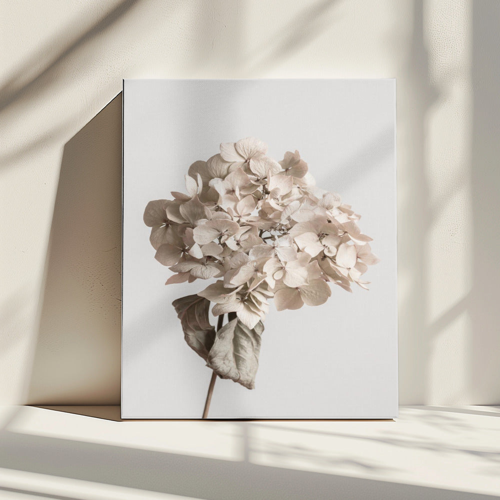 Beige dried flower | Canvas