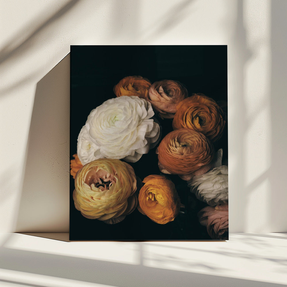 Ranunculus | Canvas