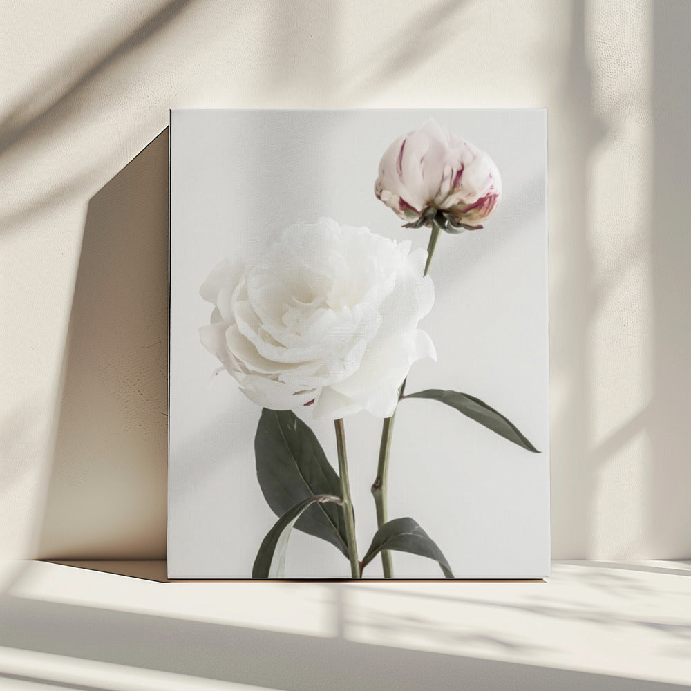 Peony 12 | Canvas