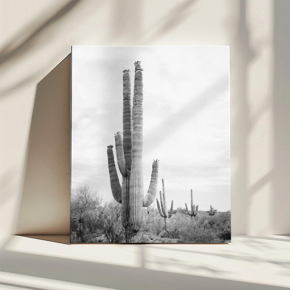 Saguaro B&W | Canvas