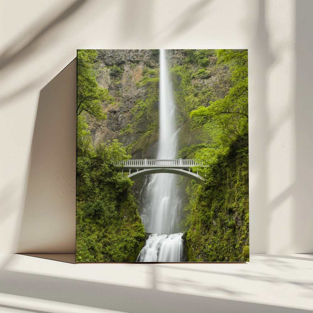 Soft Tail | Canvas