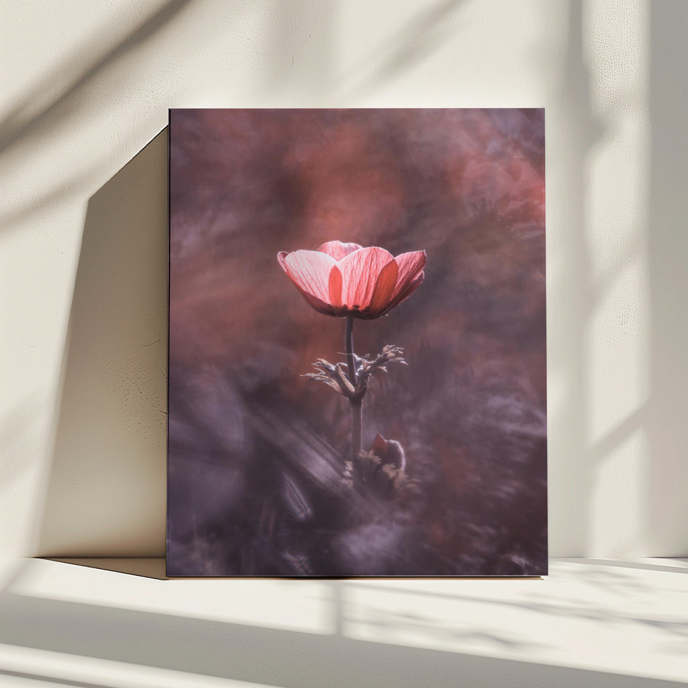 Ardente | Canvas