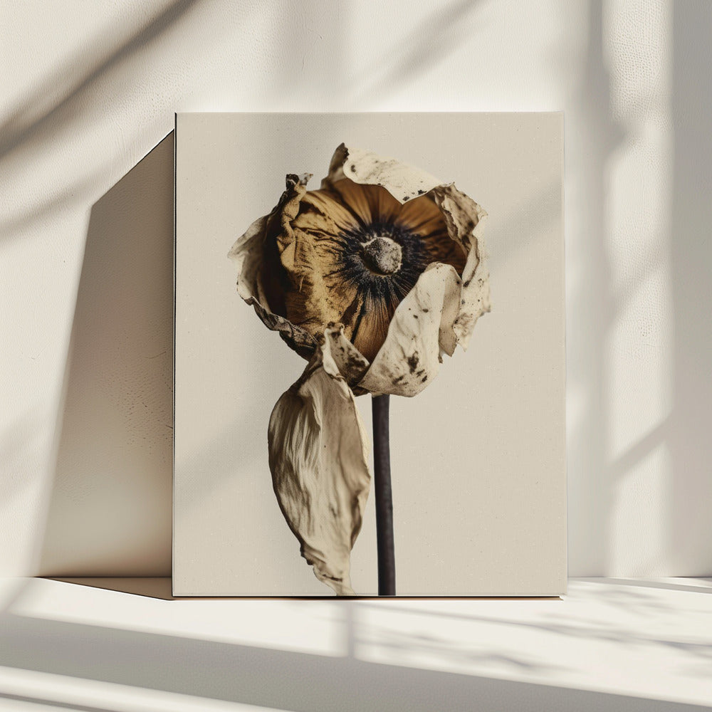 Fading Elegance | Canvas