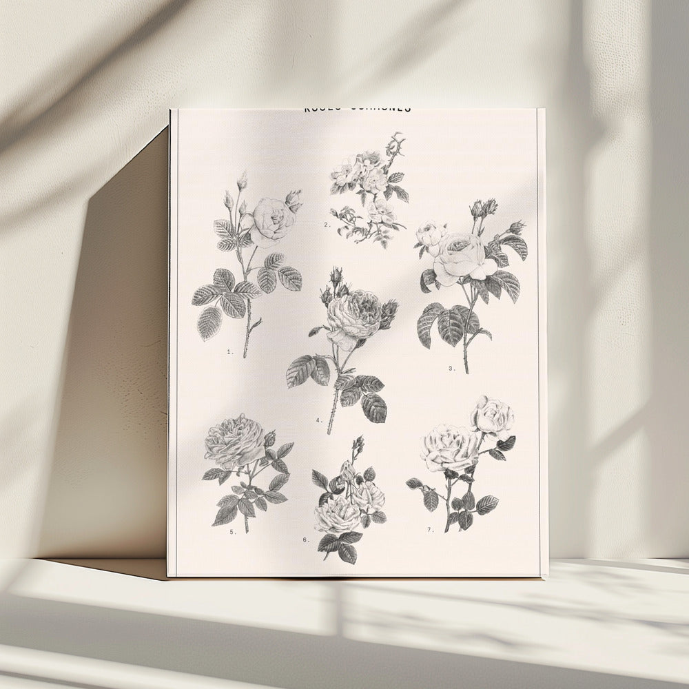 Roses | Canvas