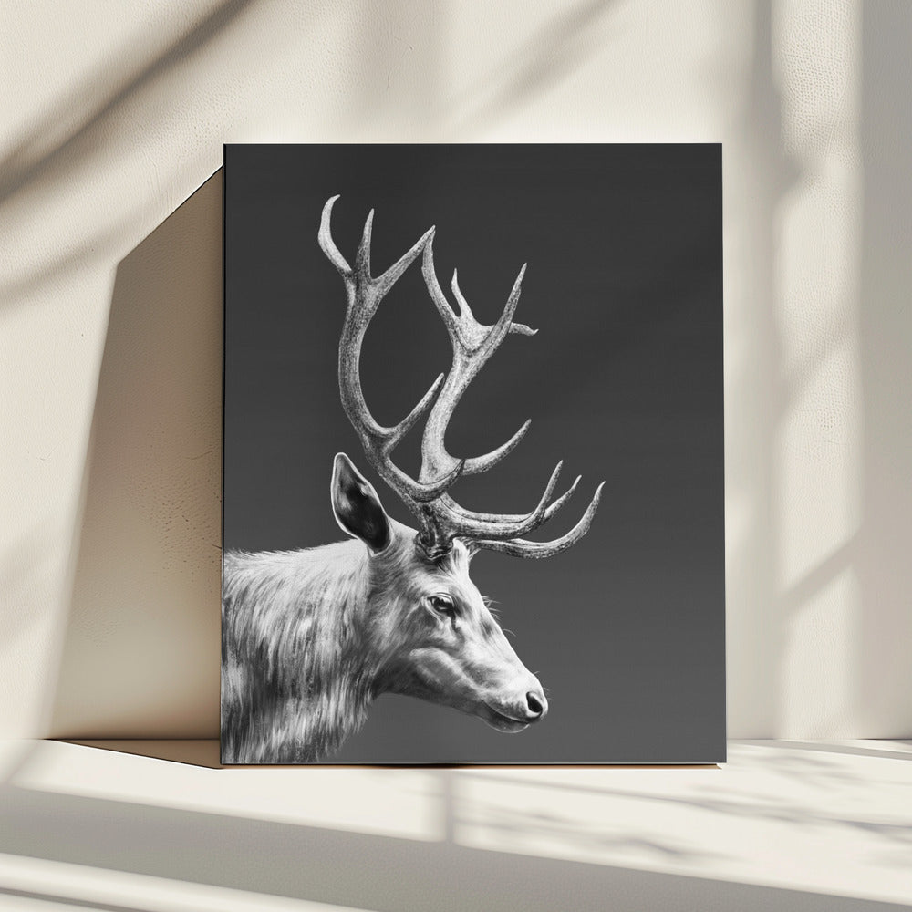 Reindeer | Canvas