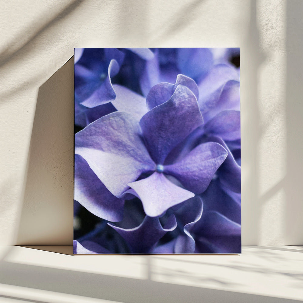 Delicate Purple Hydrangea Petals | Canvas