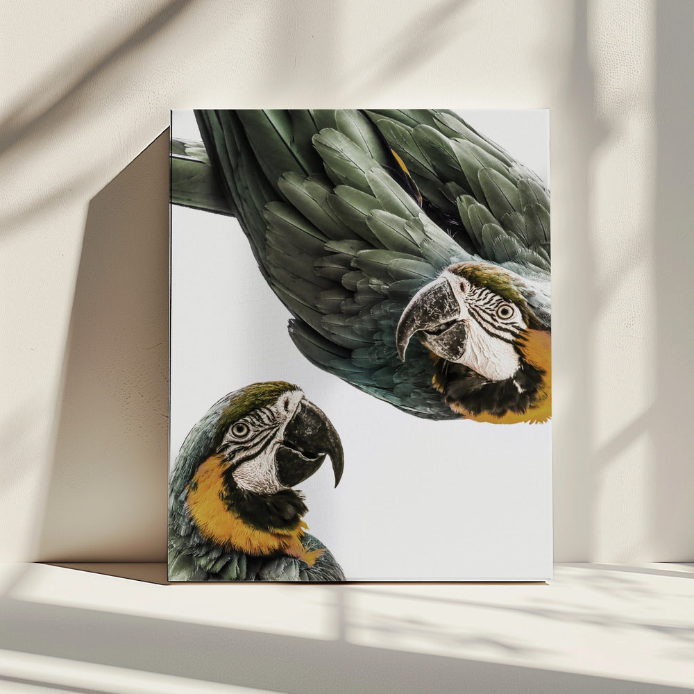 Vibrant Parrot Duo | Canvas