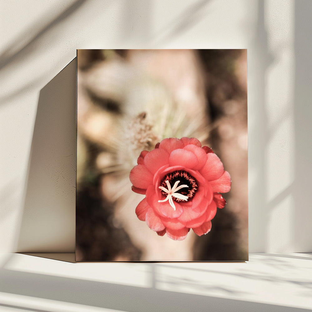 Desert Bloom Dance | Canvas