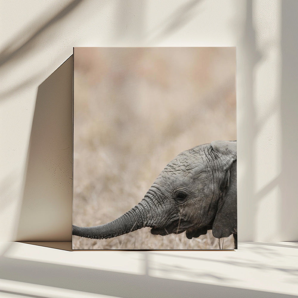 Gentle Giant's Gaze | Canvas