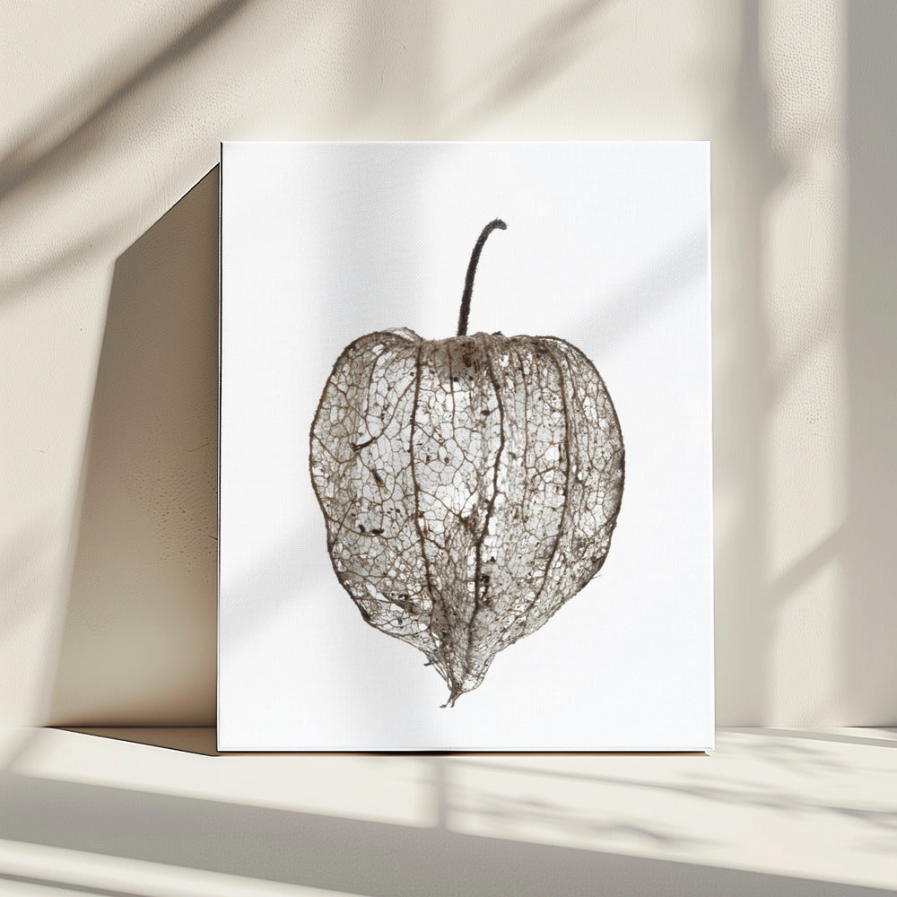 Fragile Nature's Veil | Canvas