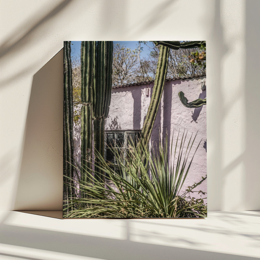 Cactus & Pink Wall | Canvas