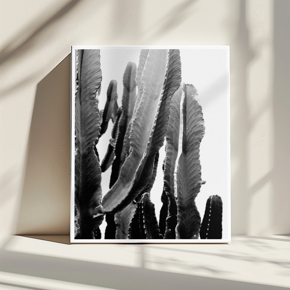 Cactus Elegance | Canvas
