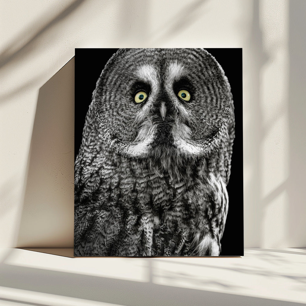 Owl | Canvas