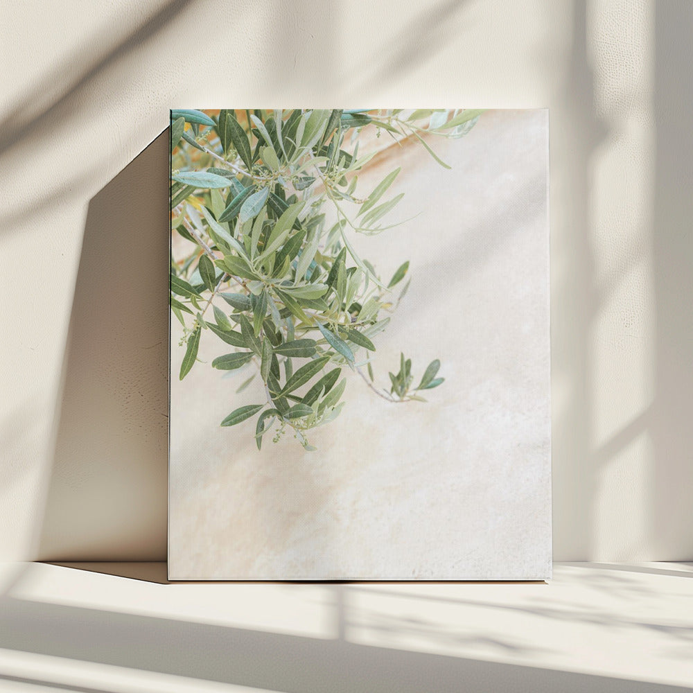 Olive Tree Leaves | Canvas