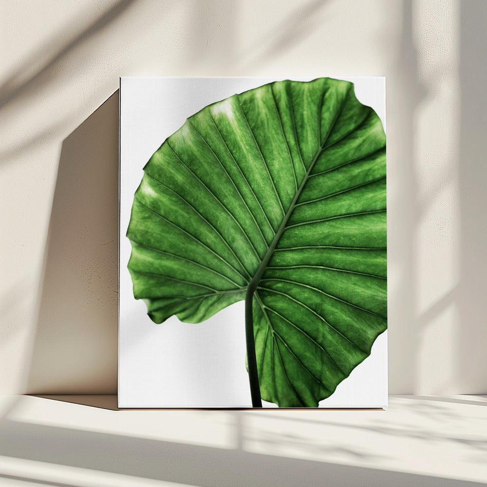 Leaves 11 | Canvas