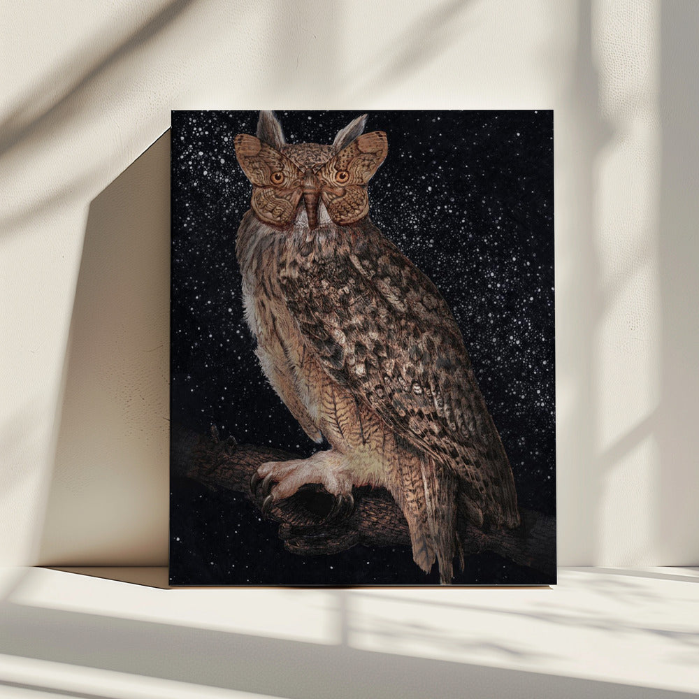 Camouflage and Stars Colour | Canvas