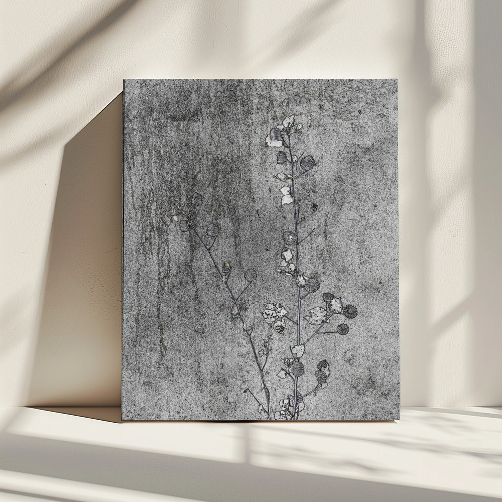 Delicate Decay | Canvas