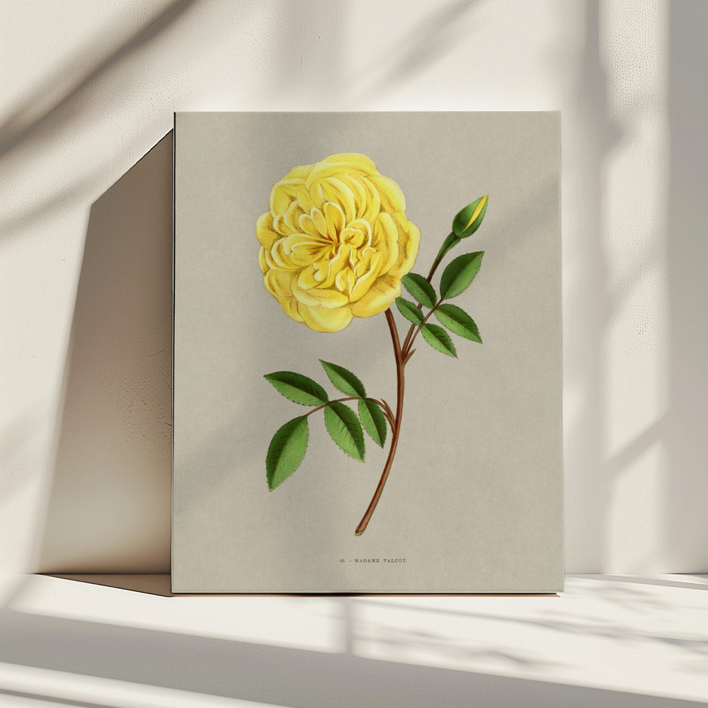 Rose Madame Falcot | Canvas