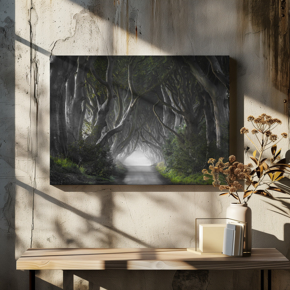 DARK HEDGES | Canvas