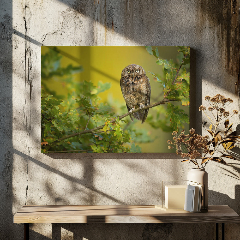 Eurasian Scops Owl | Canvas