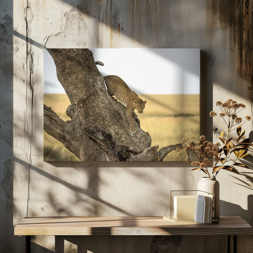 Leopard - Serengheti, Tanzania | Canvas