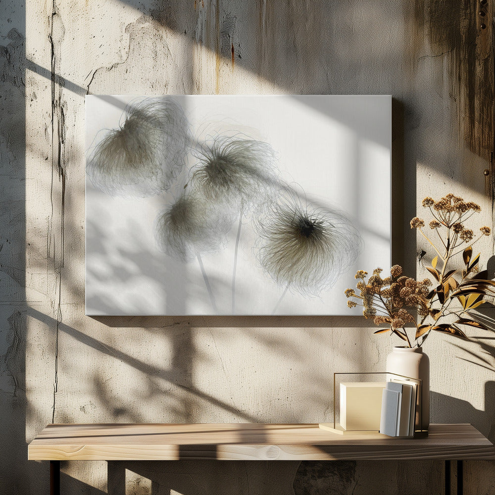 Clematis | Canvas
