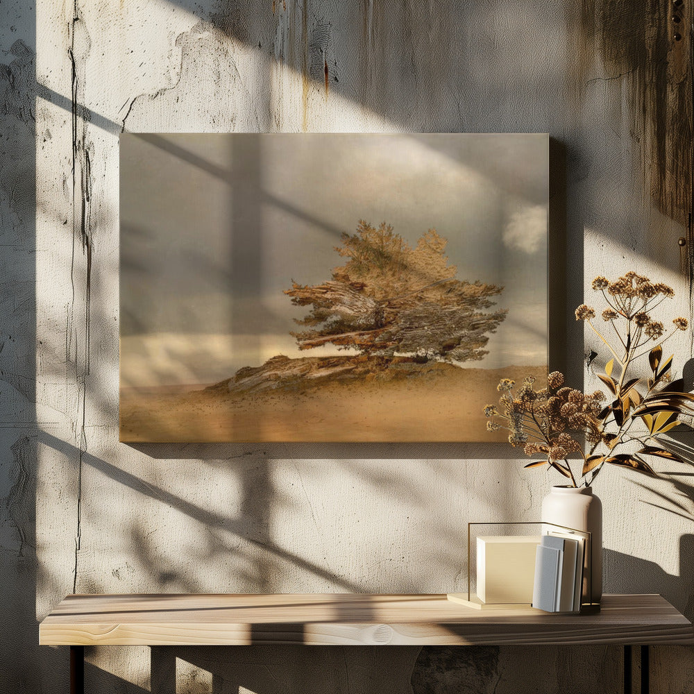 Pine and dunes | Canvas