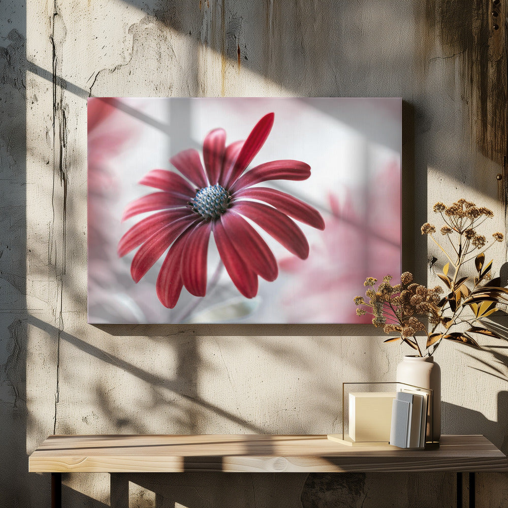 Daisy | Canvas