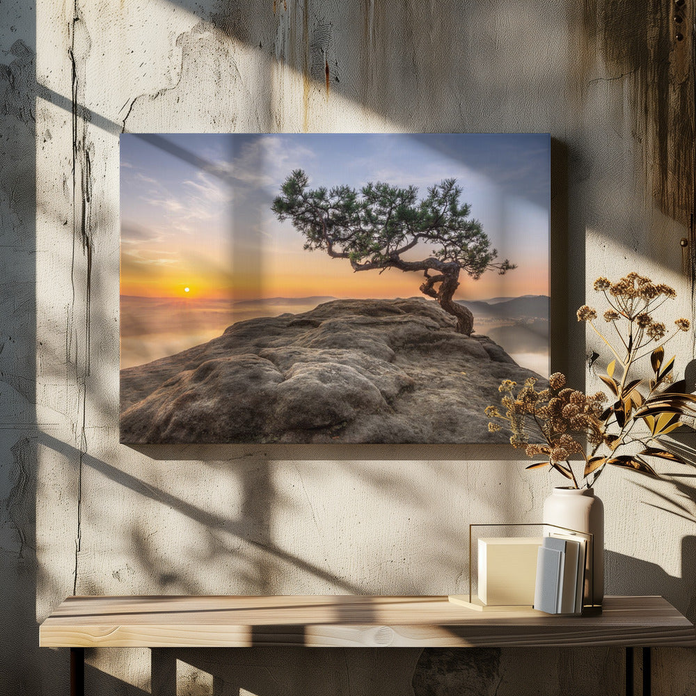 Old pine | Canvas