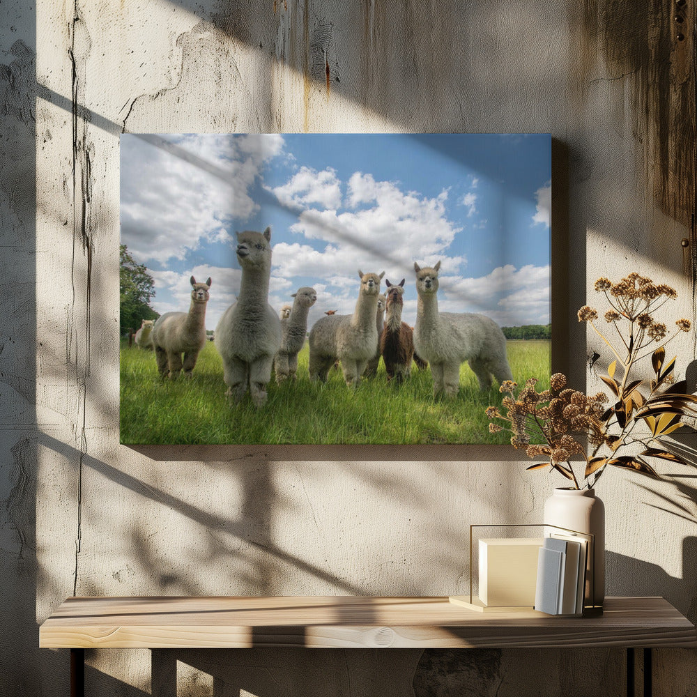Send in the Alpaca's! | Canvas
