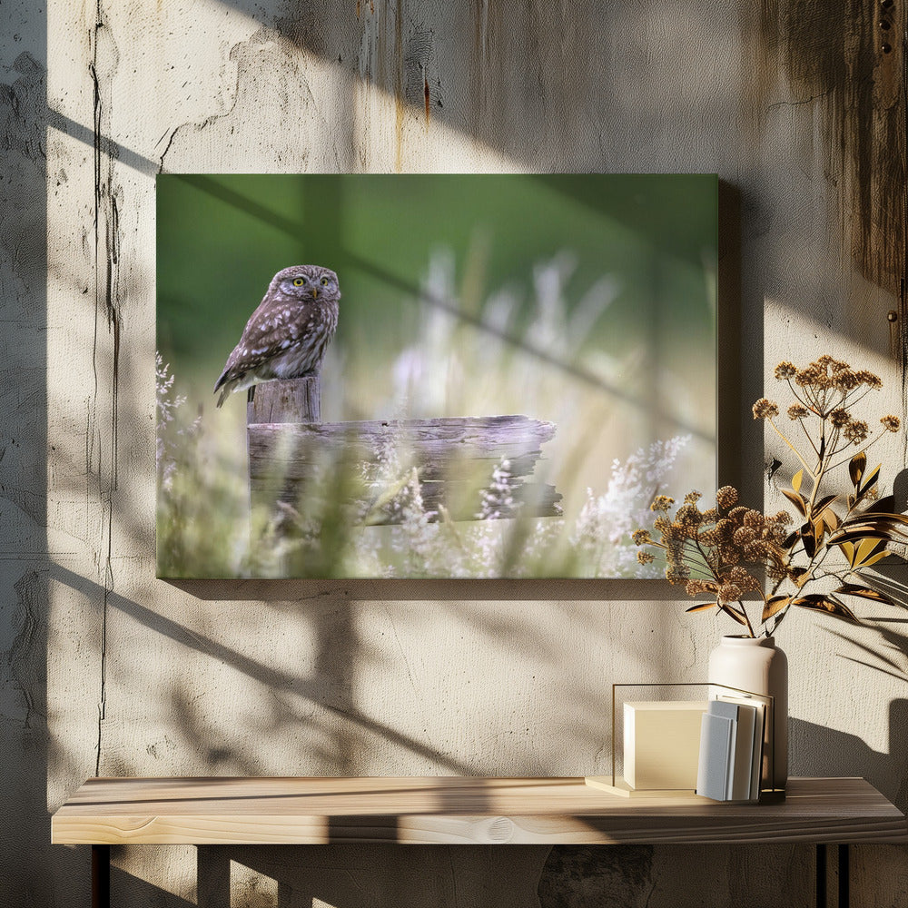 Little owl | Canvas