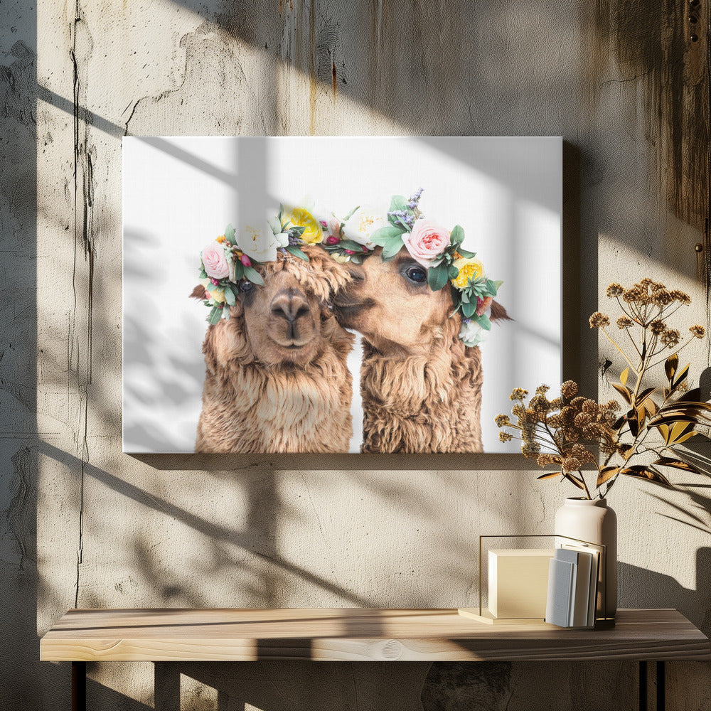 Boho Alpacas | Canvas