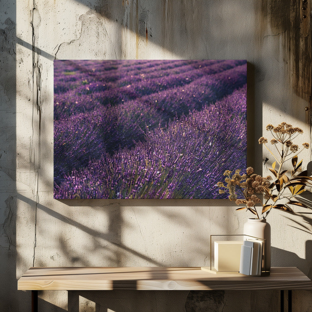 Provence Lavender | Canvas