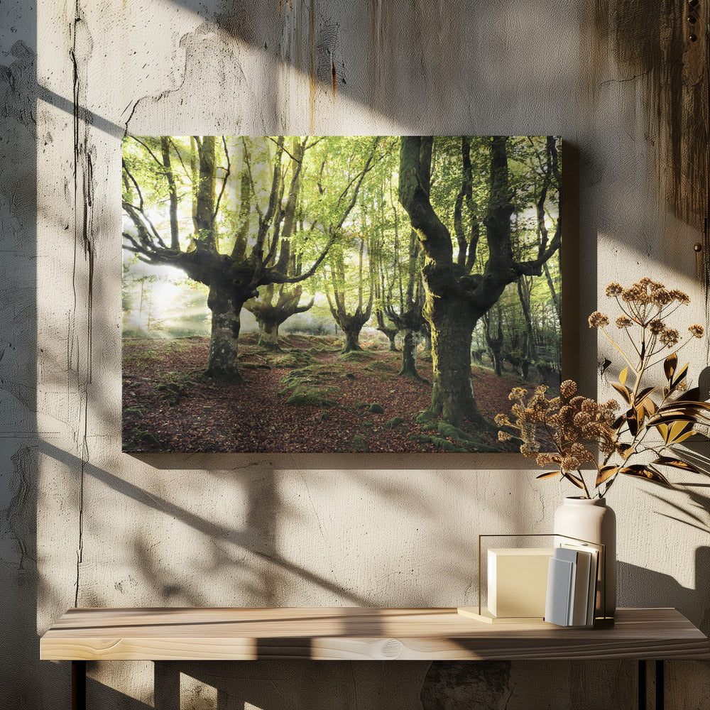Magic Grove | Canvas