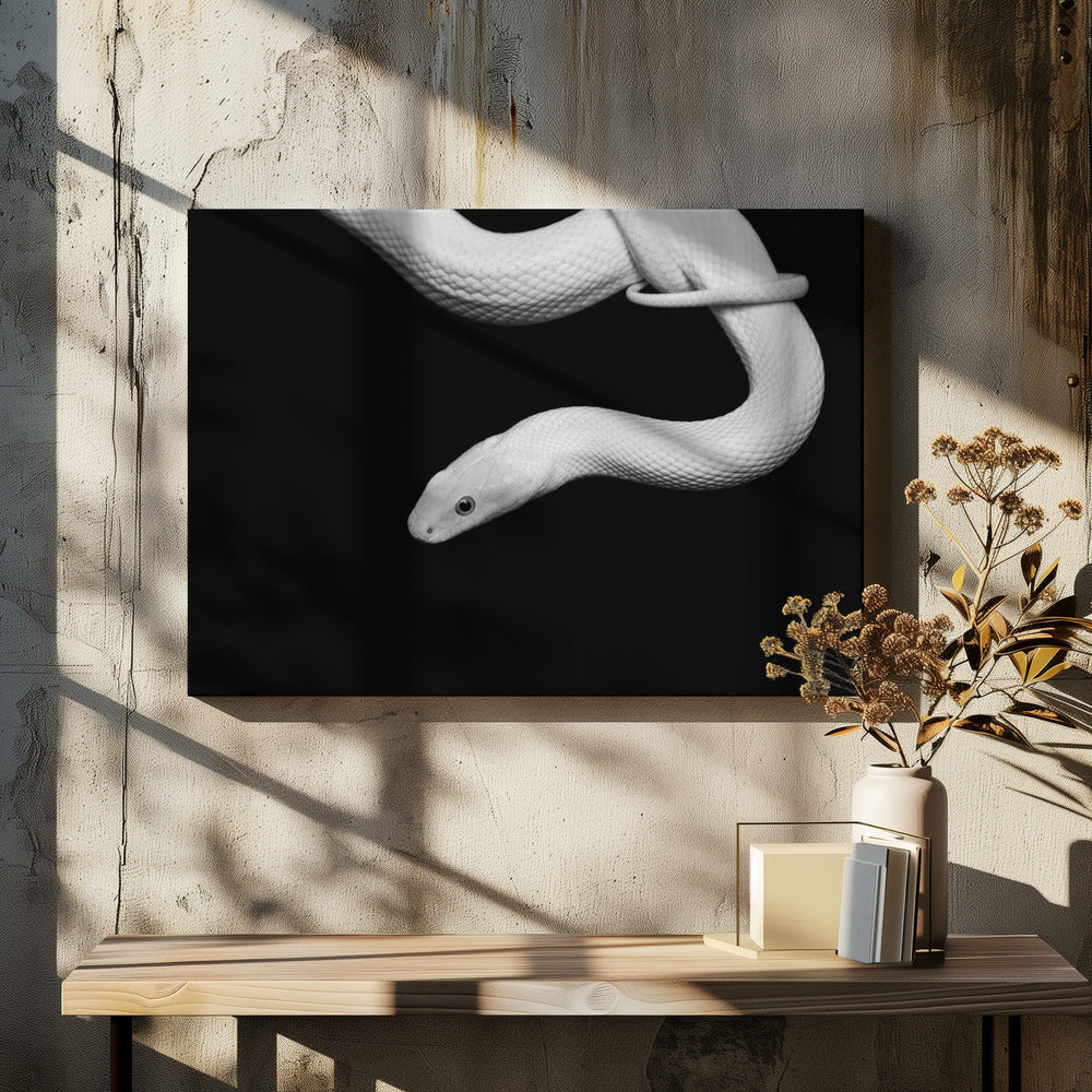 Serpent Blanc | Canvas