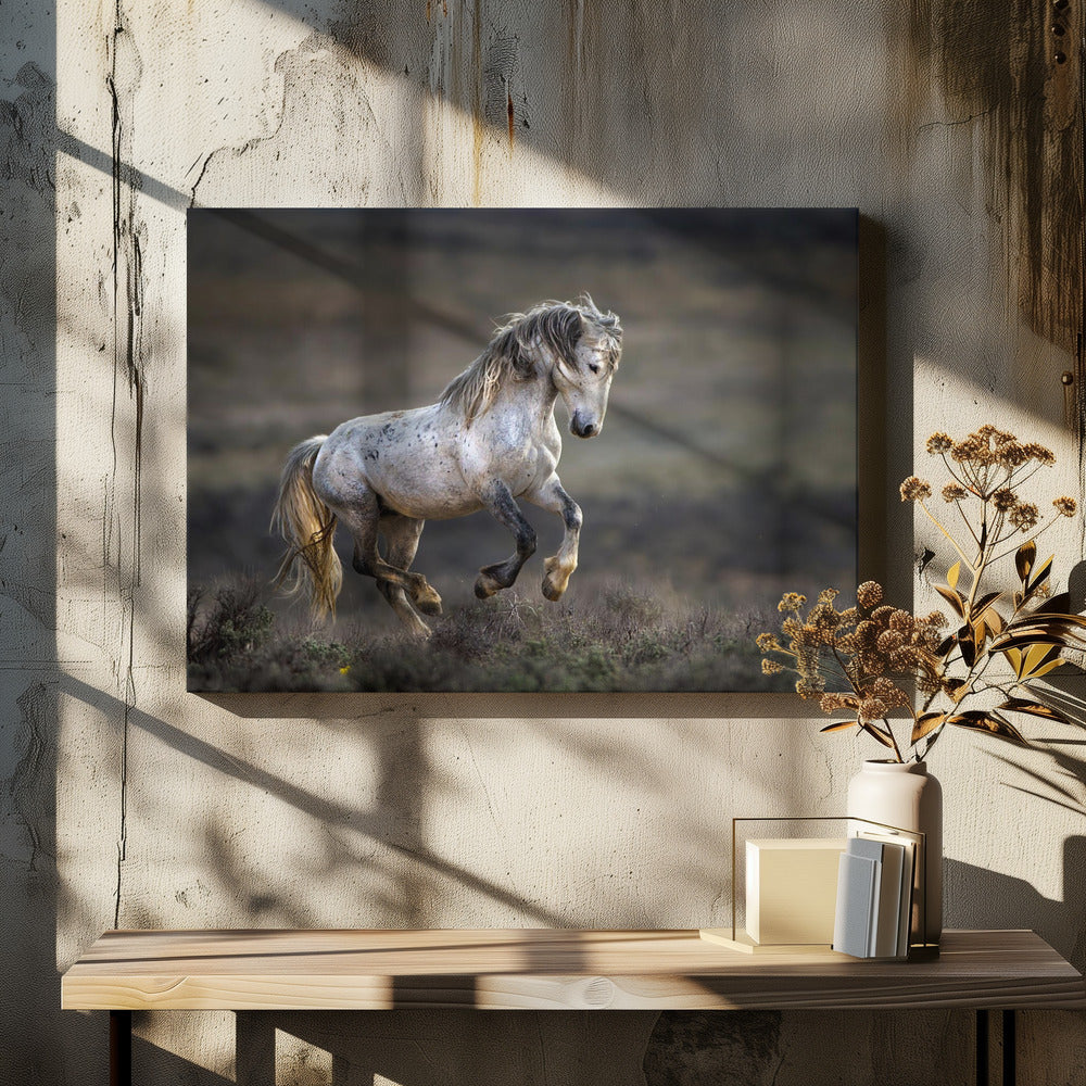 Mustang, Wild Horse / Equus ferus caballus | Canvas