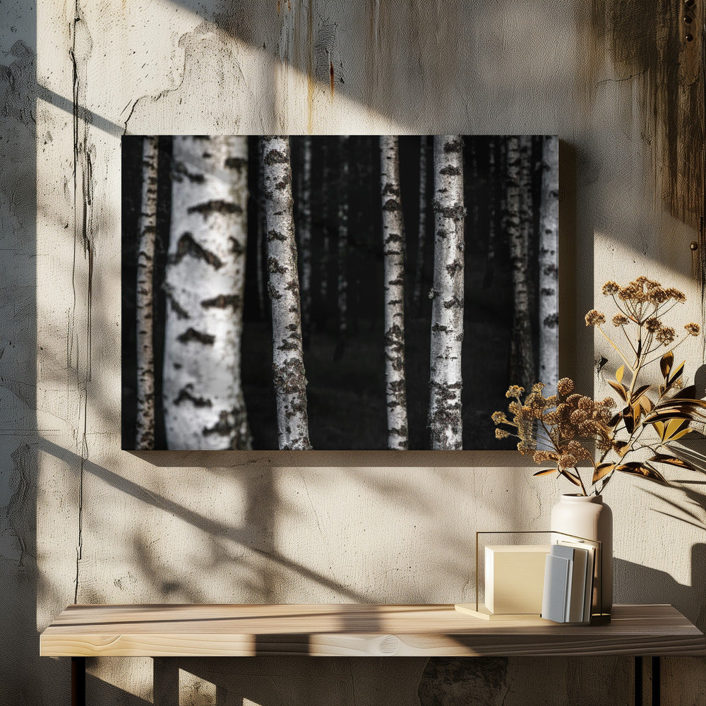 Birch Trees 8 | Canvas